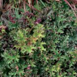 Heuchera 'Sashay'