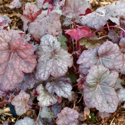 Heuchera 'Silver Shadows'