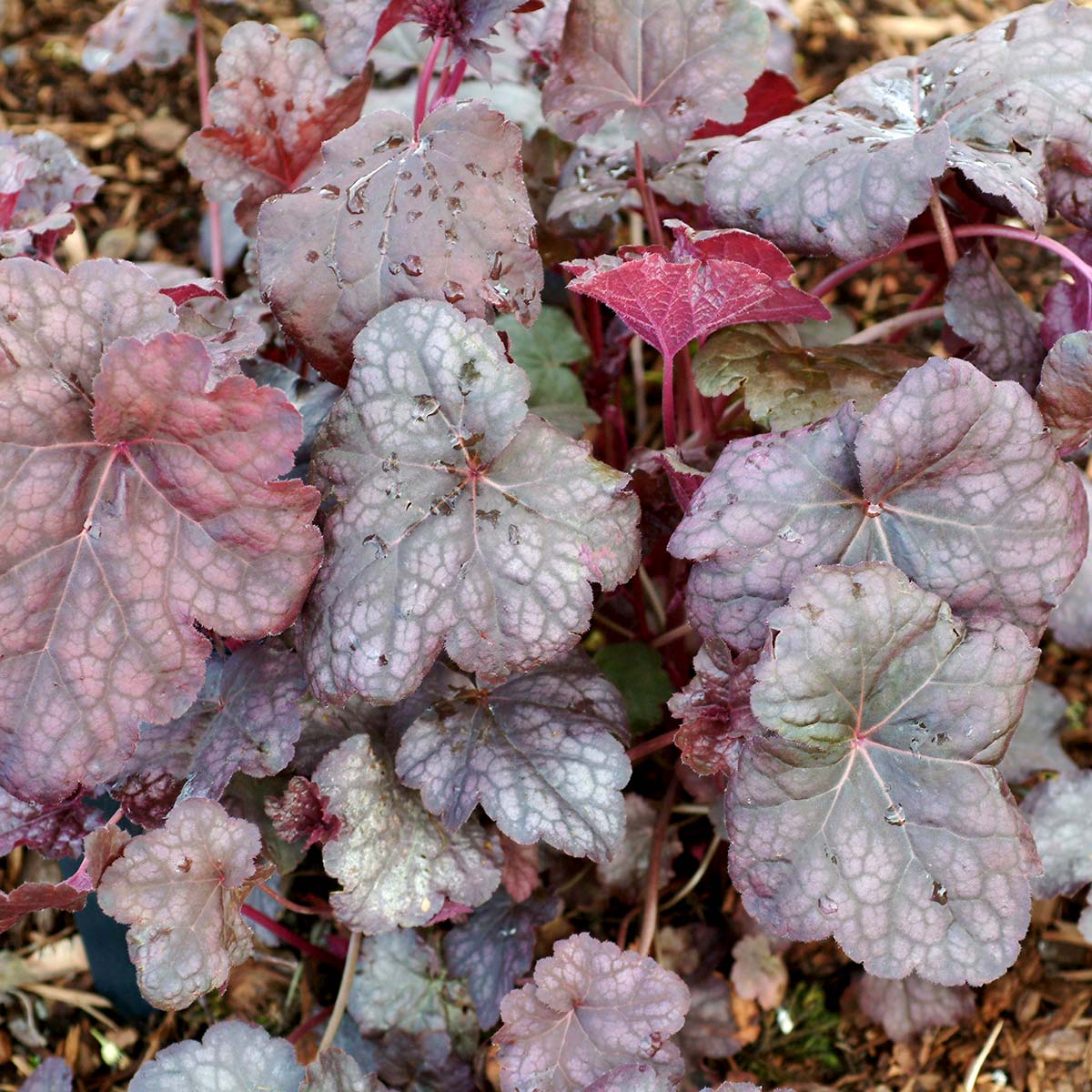 Heuchera 'Silver Shadows'