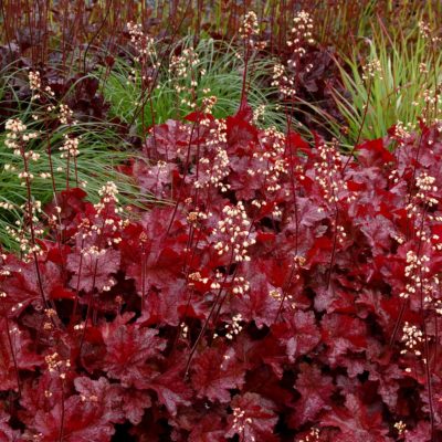 Heuchera 'Sparkling Burgundy'