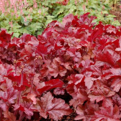 Heuchera 'Sparkling Burgundy'