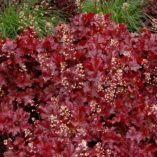 Heuchera 'Sparkling Burgundy'