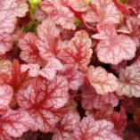 Heuchera 'Sparkling Burgundy'