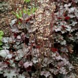 Heuchera 'Starry Night'