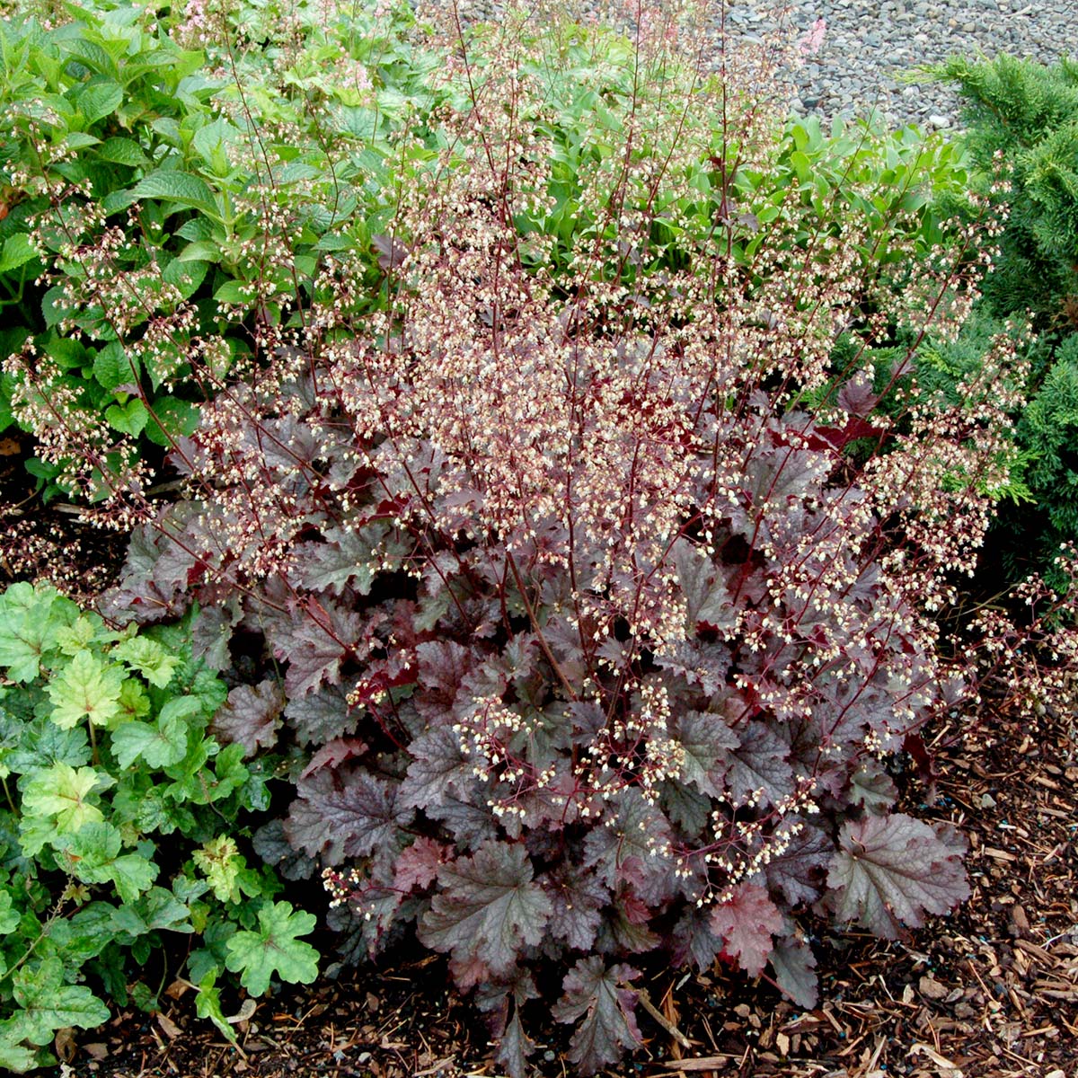 Heuchera 'Stormy Seas'