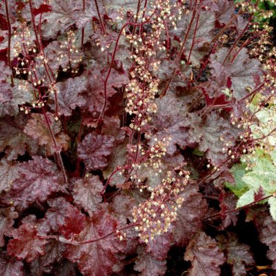 Heuchera 'Stormy Seas'