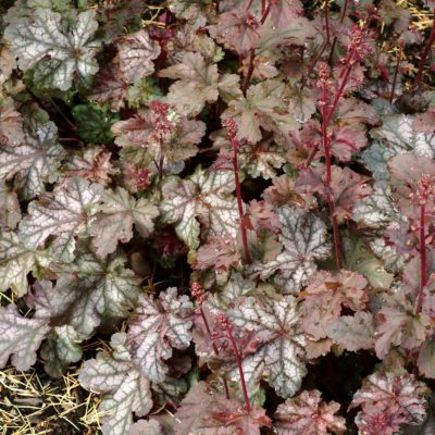 Heuchera 'Stormy Seas'