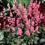 Heuchera 'Strawberry Candy'