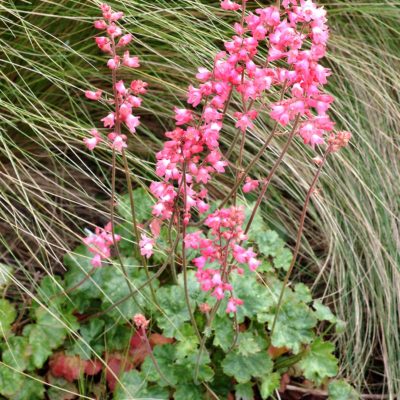 Heuchera 'Strawberry Candy'