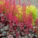 Heuchera 'Tango'