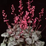 Heuchera 'Tango'