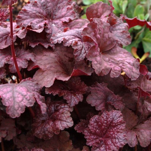 Heuchera 'Velvet Night'