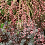 Heuchera 'Vesuvius'