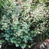 Heuchera 'White Spires'