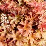 Heucherella 'Autumn Cascade'