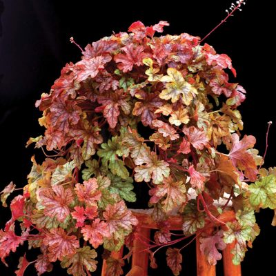 Heucherella 'Autumn Cascade'