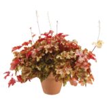 Heucherella 'Autumn Cascade'