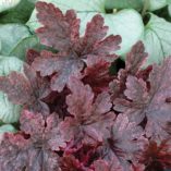 Heucherella 'Berry Fizz'