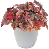 Heucherella 'Berry Fizz'