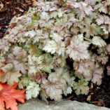 Heucherella 'Birthday Cake'