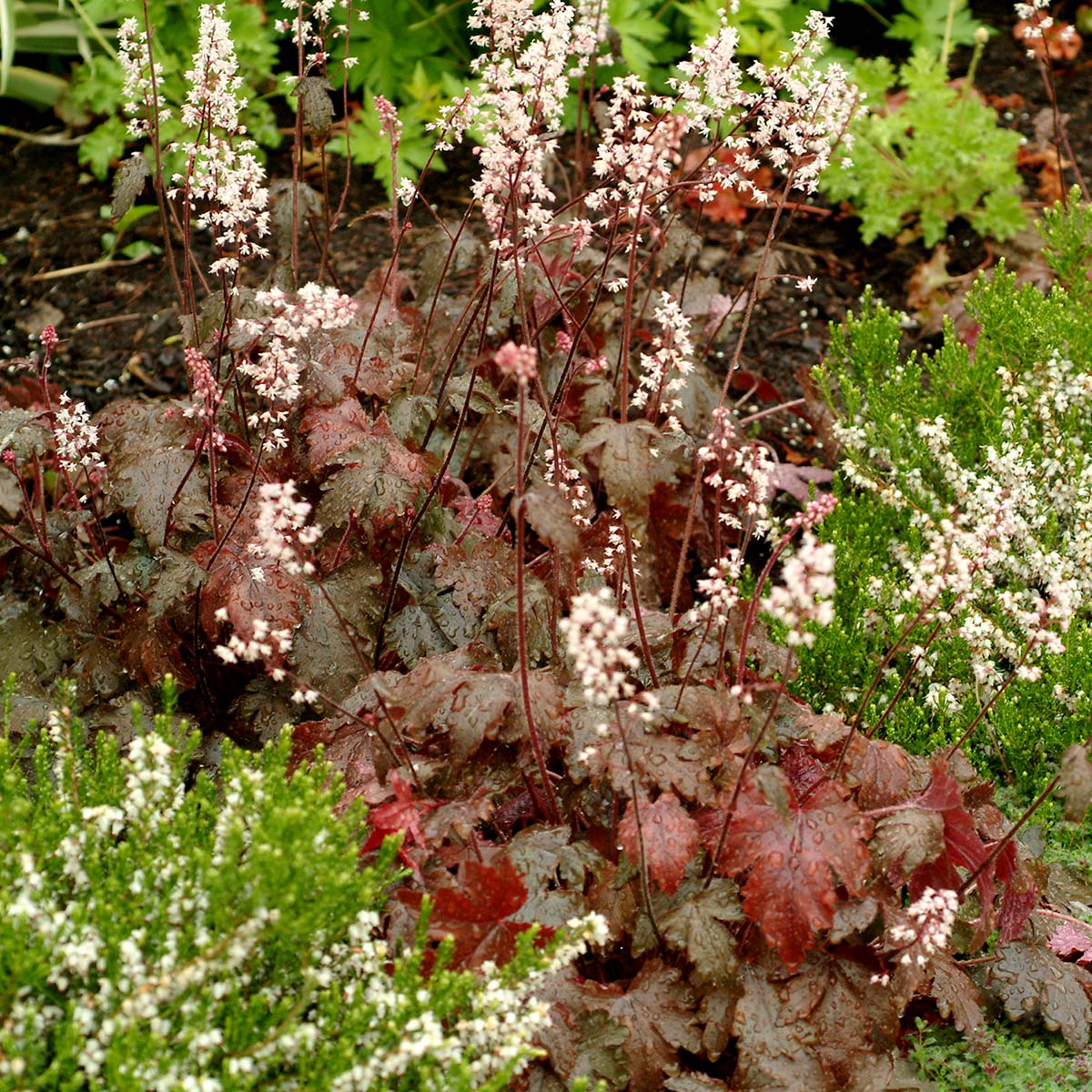 Heucherella 'Burnished Bronze'