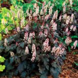 Heucherella 'Burnished Bronze'