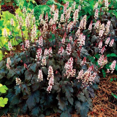 Heucherella 'Burnished Bronze'