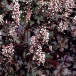 Heucherella 'Burnished Bronze'