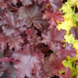 Heucherella 'Burnished Bronze'