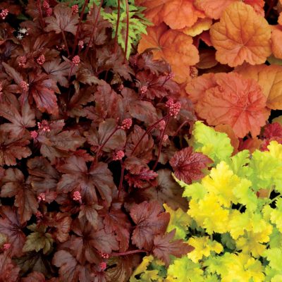 Heucherella 'Burnished Bronze'