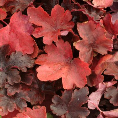 Heucherella 'Burnished Bronze'