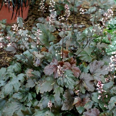 Heucherella 'Chocolate Lace'