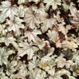 Heucherella 'Chocolate Lace'