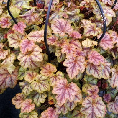 Heucherella 'Copper Cascade'