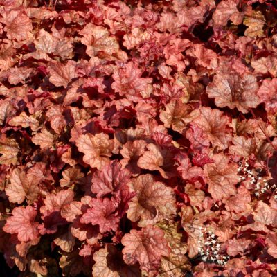 Heucherella 'Copper Cascade'