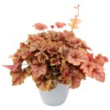 Heucherella 'Copper Cascade'