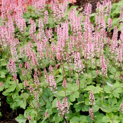 Heucherella 'Dayglow Pink'