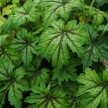 Heucherella 'Fan Dancer'