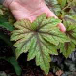 Heucherella 'Fan Dancer'