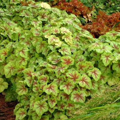 Heucherella 'Fire Frost'