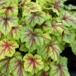 Heucherella 'Fire Frost'