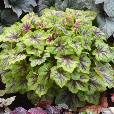 Heucherella 'Fire Frost'