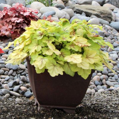 Heucherella 'Fire Frost'