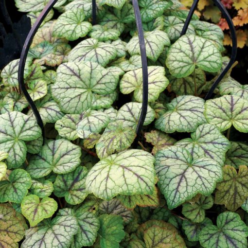 Heucherella 'Glacier Falls'