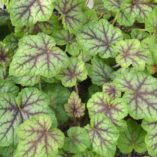 Heucherella 'Glacier Falls'