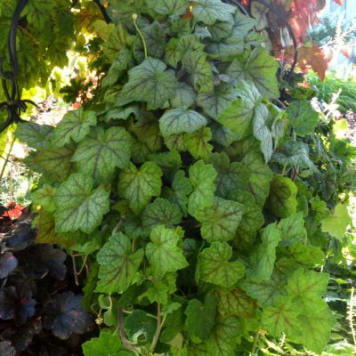 Heucherella 'Glacier Falls'