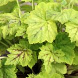 Heucherella 'Glacier Falls'