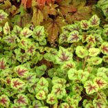 Heucherella 'Gold Cascade'