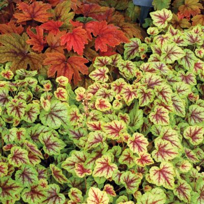 Heucherella 'Gold Cascade'