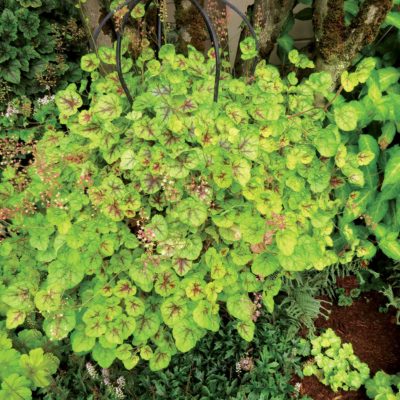 Heucherella 'Gold Cascade'